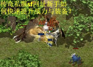 传奇私服sf网址新手如何快速提升战力与装备？